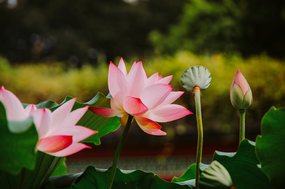 Pink lotus flowers blooming in a pond at Guyi Garden