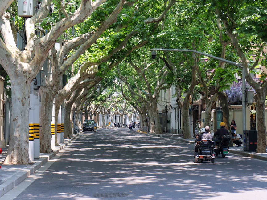 Quiet street in Shanghai's French Concession during Golden Week with no people
